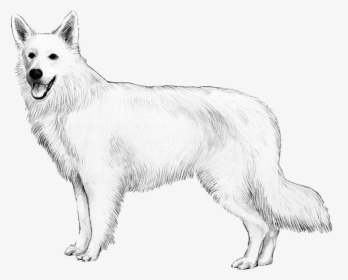 White Swiss Shepherd Dog - Canadian Eskimo Dog, HD Png Download, Free Download