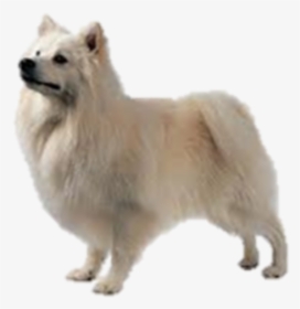 #germanspitz# Loyal #fluffy #small #dog #white #beautiful - American Eskimo Dog, HD Png Download, Free Download