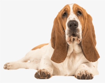 Basset Hound Lying Down - Basset Hound Dog Png, Transparent Png, Free Download