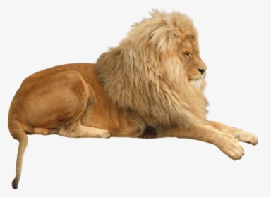 Lion Animal Png Image - Lying Lion, Transparent Png, Free Download
