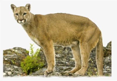 Lion Standing On Rock - Transparent Background Mountain Lion Png, Png Download, Free Download