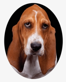 Бассет Хаунд Морда, HD Png Download, Free Download