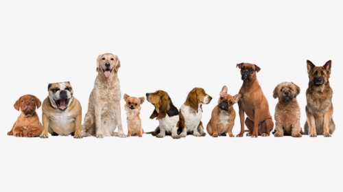 Dog Training Banner, HD Png Download, Free Download