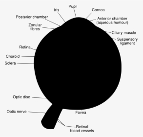Diagram, HD Png Download, Free Download