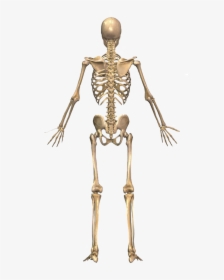 The Skeletal System Body - Skeletal System From Back, HD Png Download, Free Download