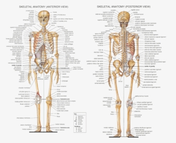 Clip Art Skeletal System Labeled - Skeletal System Labeled Front And Back, HD Png Download, Free Download