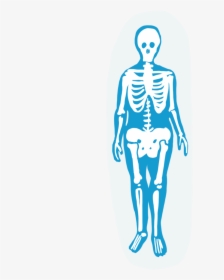 Skeletal System - Illustration, HD Png Download, Free Download