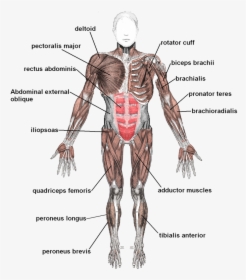Transparent Nervous System Clipart - Skeletal System Muscles, HD Png Download, Free Download