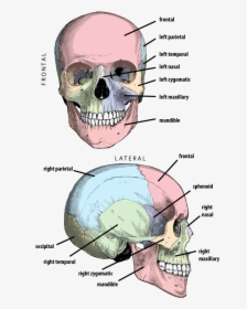 Cranium With Bones Labeled In Anterior And Lateral - Petrous Part Of Temporal Lobe, HD Png Download, Free Download