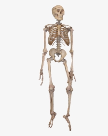 Skeleton Png Image" 										 Title= - Function Of Bones In Human Body, Transparent Png, Free Download