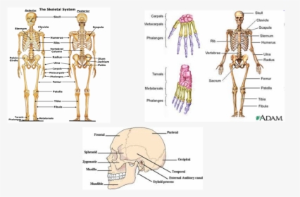 Picture - Major Bones In The Upper Body, HD Png Download, Free Download