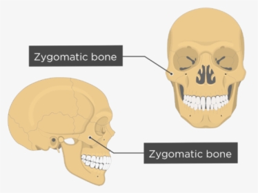 Zygomatic Bone - Overview - Labeled - Zygomatic Bone, HD Png Download, Free Download