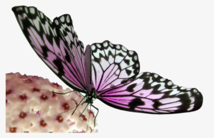 Pink And Black Butterfly Transparent Png Image - Cual Es El Efecto Mariposa, Png Download, Free Download