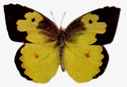 Zerene Cesonia-transparent - Colias Hyale, HD Png Download, Free Download