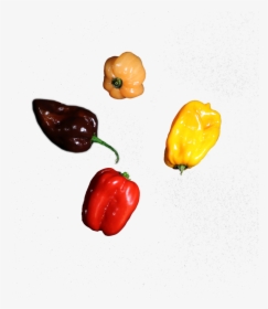 De Habanero Peper Is Een Stevige Peper In De Mooie - Yellow Pepper, HD Png Download, Free Download