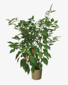 Houseplant, HD Png Download, Free Download