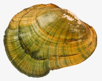 Transparent Clams Png - Macoma, Png Download, Free Download