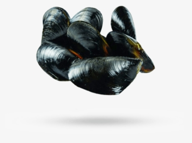 Mediterranean Mussels - Mussels Transparent, HD Png Download, Free Download