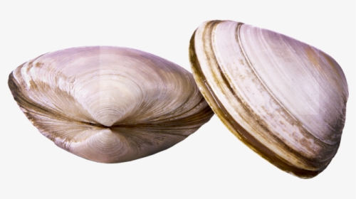 Clams - - Baltic Clam, HD Png Download, Free Download