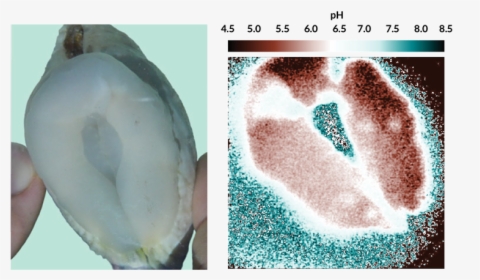 An Image Showing The Ph Of A Giant Clam"s Boring Organ, HD Png Download, Free Download