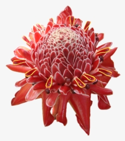Flower, Tropical, Hawaii, Red, Orange, Petals, Bloom - Real Tropical Flowers Png, Transparent Png, Free Download