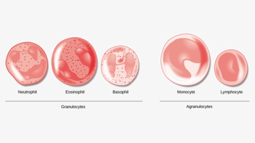 Transparent Blood Cut Png - Difference Between Granulocytes And Agranulocytes, Png Download, Free Download