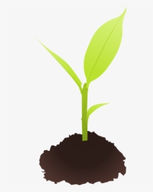 Plant Clipart Small Plant - Seedling Clipart, HD Png Download, Free Download