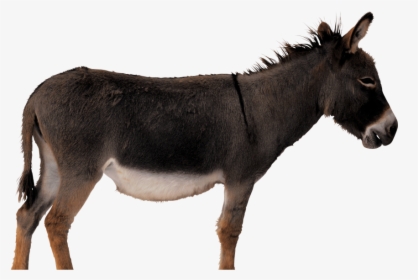 Donkey Transparent Background, HD Png Download, Free Download