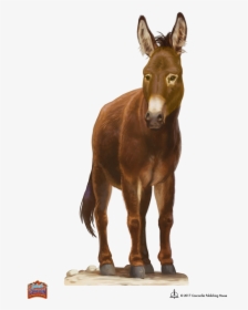 Transparent Foal Png - Burro, Png Download, Free Download