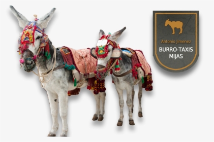 Burro Taxi Png, Transparent Png, Free Download