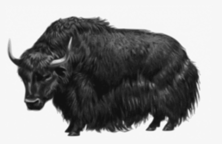 Bull,fur,livestock - Yak Png, Transparent Png, Free Download