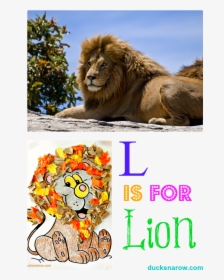 Lion Information In Marathi, HD Png Download, Free Download