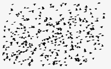 Birds, Flock, Silhouette, Animals, Flying, Migrating - Birds At Asheville Airport, HD Png Download, Free Download