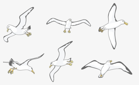 Download Albatross Drawing Wing - Flock, HD Png Download, Free Download