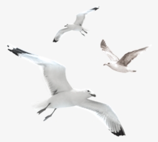 Flock Of Seagulls Png, Transparent Png, Free Download