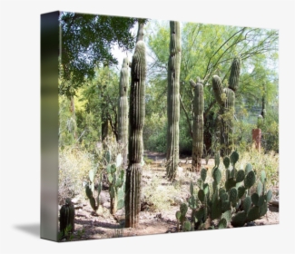 Desert Cactus Png - Acanthocereus Tetragonus, Transparent Png, Free Download