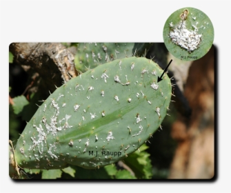 Cochineal Insect On A Opuntia Cactus - Cochineal Insects, HD Png Download, Free Download