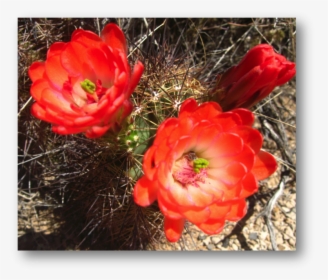Scarlet Hedgehog Cactus Echinocereus Coccineus - Large-flowered Cactus, HD Png Download, Free Download