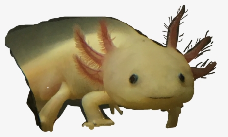 #axolotl - Axolotl, HD Png Download, Free Download