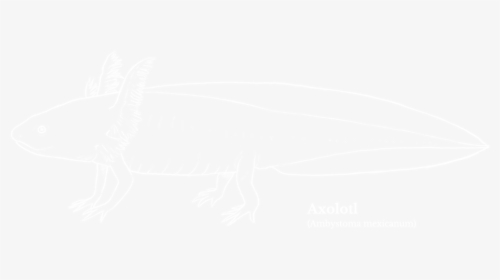 Axolotl - Ambystoma Mexicanum - Johns Hopkins White Logo, HD Png Download, Free Download