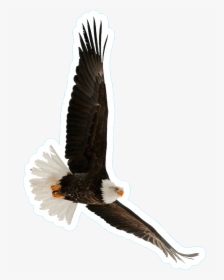 Bald Flying Sticker - Aguilas Volando Fondo Blanco, HD Png Download, Free Download