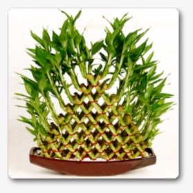 Lucky Bamboo Layers Meaning, HD Png Download, Free Download
