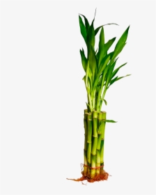 Straight Lucky Bamboo"     Data Rimg="lazy"  Data Rimg - Grass, HD Png Download, Free Download