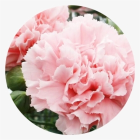 Welcome To Our New Online Store - Carnation La France, HD Png Download, Free Download