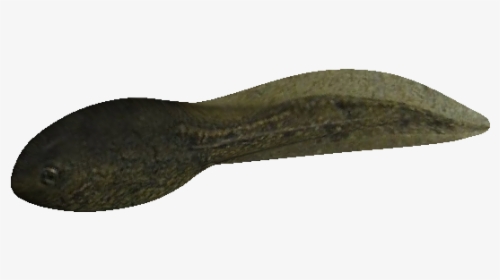 Tadpole Png - Http - //nickgrant - Id - Au/images/tadpole - Throwing Knife, Transparent Png, Free Download
