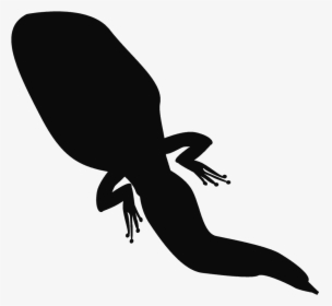 Frog Silhouette Tadpole Amphibian - Tadpole Silhouette, HD Png Download, Free Download