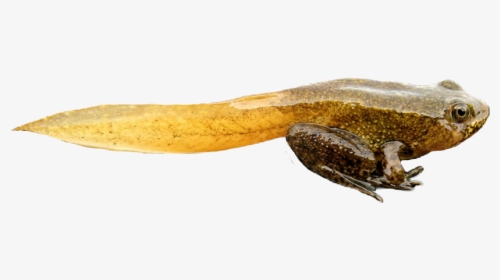 Tadpole Baby Frog, HD Png Download, Free Download