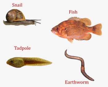 Image Of Snail, Fish, Tadpole, Earthworm - Minnesota Rock Bass, HD Png Download, Free Download