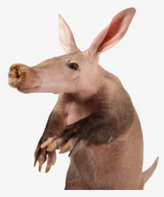 Aardvark Png Free Image - Aardvark Orycteropus, Transparent Png, Free Download
