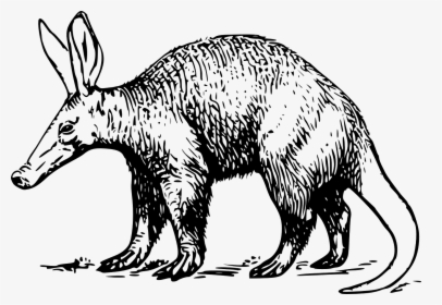 Aardvark Clipart Black And White, HD Png Download, Free Download